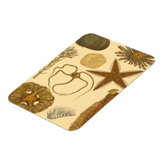 Meereslebewesen Magnet (Linke Seite)