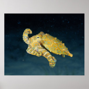 Meereslebewesen - Oktopus Poster