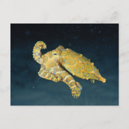 Meereslebewesen - Oktopus Postkarte (Vorderseite)