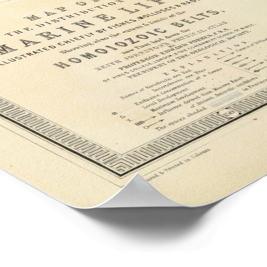 Meereslebewesen Poster (Ecke)