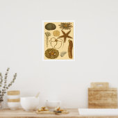 Meereslebewesen Poster (Küche)