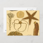 Meereslebewesen Postkarte (Vorne/Hinten)