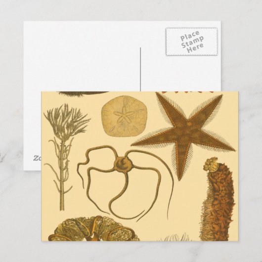 Meereslebewesen Postkarte (Vorne/Hinten)