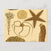 Meereslebewesen Postkarte (Vorderseite)
