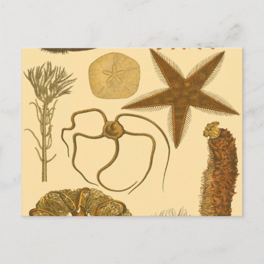 Meereslebewesen Postkarte (Vorderseite)