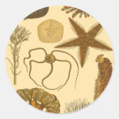 Meereslebewesen Runder Aufkleber (Vorderseite)