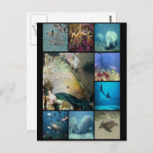Meereslebewesen sammeln Druck Postkarte (Vorne/Hinten)