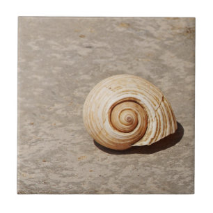 Meeresmuschel Fliese