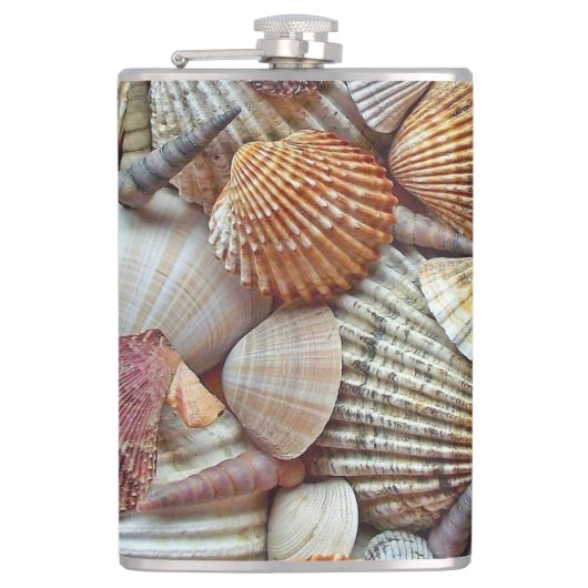 Meeresmuscheln Flachmann (Vorderseite)