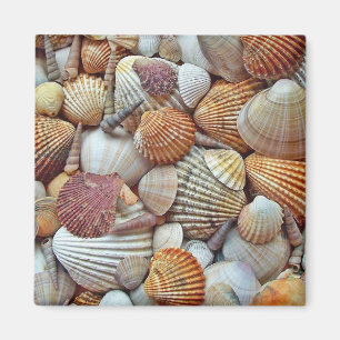 Meeresmuscheln Magnet