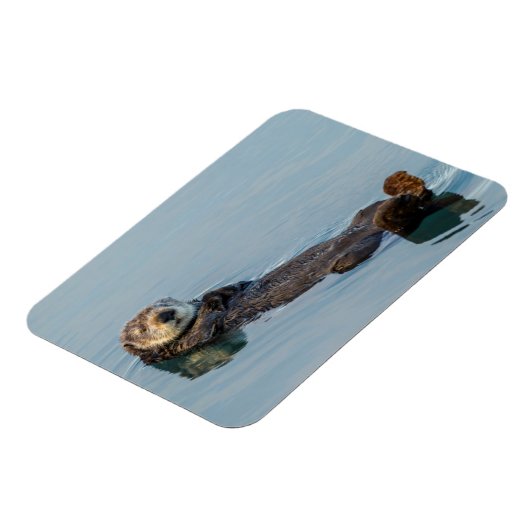 Meeresotter, der im Ozean zurückschweben Magnet (Linke Seite)