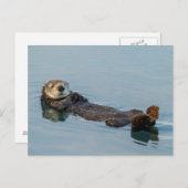Meeresotter, der im Ozean zurückschweben Postkarte (Vorne/Hinten)
