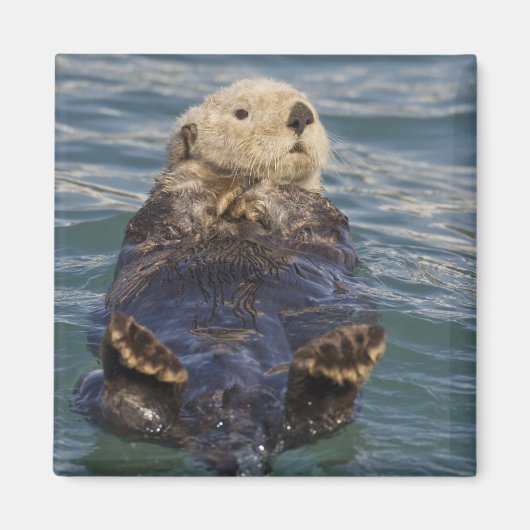 Meeresotter spielen auf Eisbergen bei Surprise Inl Magnet (Vorne)