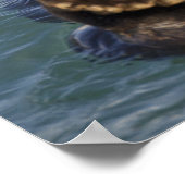 Meeresotter spielen auf Eisbergen bei Surprise Inl Poster (Ecke)