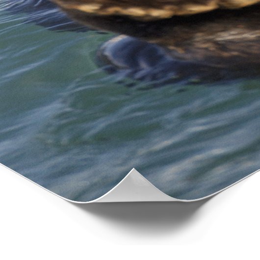 Meeresotter spielen auf Eisbergen bei Surprise Inl Poster (Ecke)