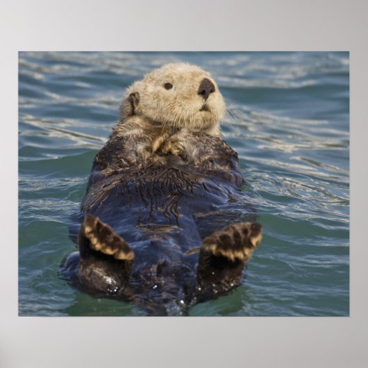 Meeresotter spielen auf Eisbergen bei Surprise Inl Poster (Vorne)