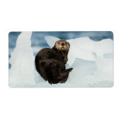 Meeresrauscher (Vorne)