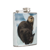 Meeresrauscher Flachmann (Rechts)