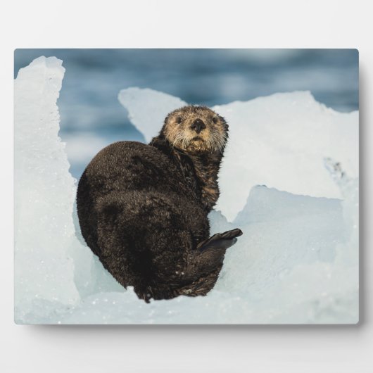 Meeresrauscher Fotoplatte (Vorderseite)