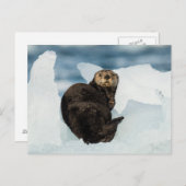 Meeresrauscher Postkarte (Vorne/Hinten)