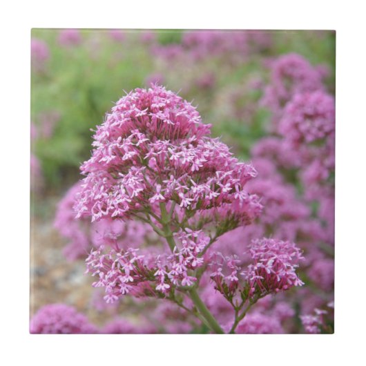 Meeresrosa Fliese (Vorderseite)