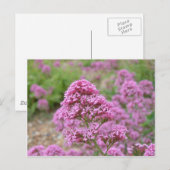 Meeresrosa Postkarte (Vorne/Hinten)