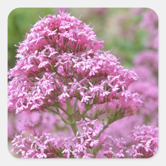 Meeresrosa Quadratischer Aufkleber (Vorderseite)