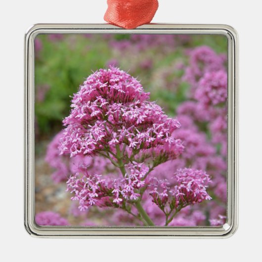 Meeresrosa Silbernes Ornament (Vorne)