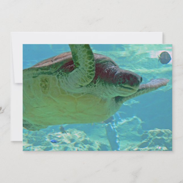 Meeresschildkröte (Vorderseite)