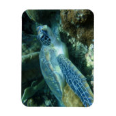 Meeresschildkröte auf dem Meeresboden-Foto Magnet (Vertikal)