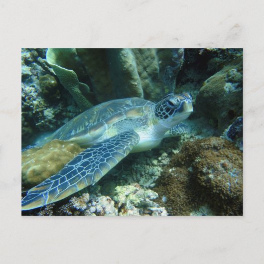 Meeresschildkröte auf dem Meeresboden-Foto Postkarte (Vorderseite)