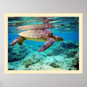 Meeresschildkröte (Chelonia mydas) Poster