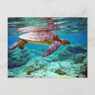 Meeresschildkröte (Chelonia mydas) Postkarte