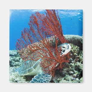 Meeresschildkröte, die underwater 2 stillsteht magnet