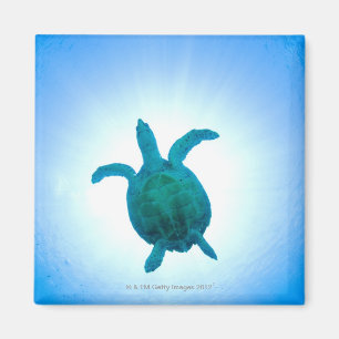 Meeresschildkröte, die underwater schwimmt magnet