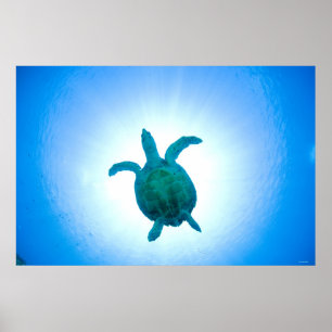 Meeresschildkröte, die underwater schwimmt poster
