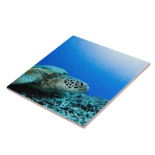 Meeresschildkröte, die underwater stillsteht fliese (Seite)