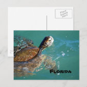 Meeresschildkröte, Florida Postkarte (Vorne/Hinten)