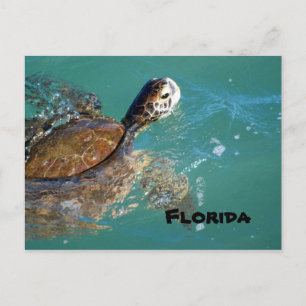 Meeresschildkröte, Florida Postkarte