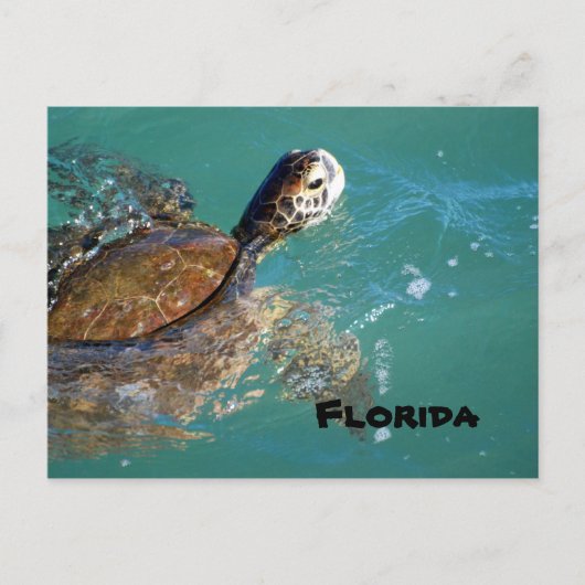 Meeresschildkröte, Florida Postkarte (Vorderseite)