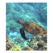 Meeresschildkröte Fotodruck (Vorne)