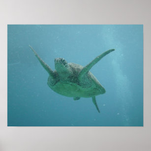 Meeresschildkröte im natürlichen Lebensraum Poster