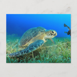 Meeresschildkröte im Ozean  Postkarte