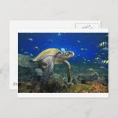 Meeresschildkröte im tropischen Pazifik Postkarte (Vorne/Hinten)