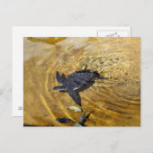 Meeresschildkröte in den goldenen Gewässern Postka Postkarte (Vorne/Hinten)