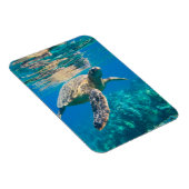 Meeresschildkröte Magnet (Rechte Seite)