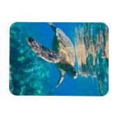 Meeresschildkröte Magnet (Horizontal)