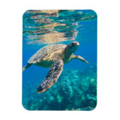 Meeresschildkröte Magnet (Vertikal)