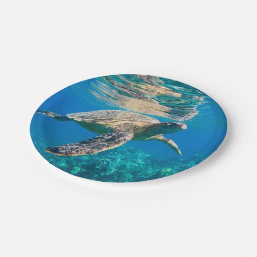 Meeresschildkröte Pappteller (Schrägansicht)