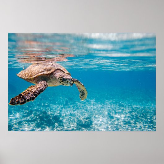 Meeresschildkröte Poster (Vorne)